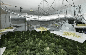 Blackjack debts paid with grow house